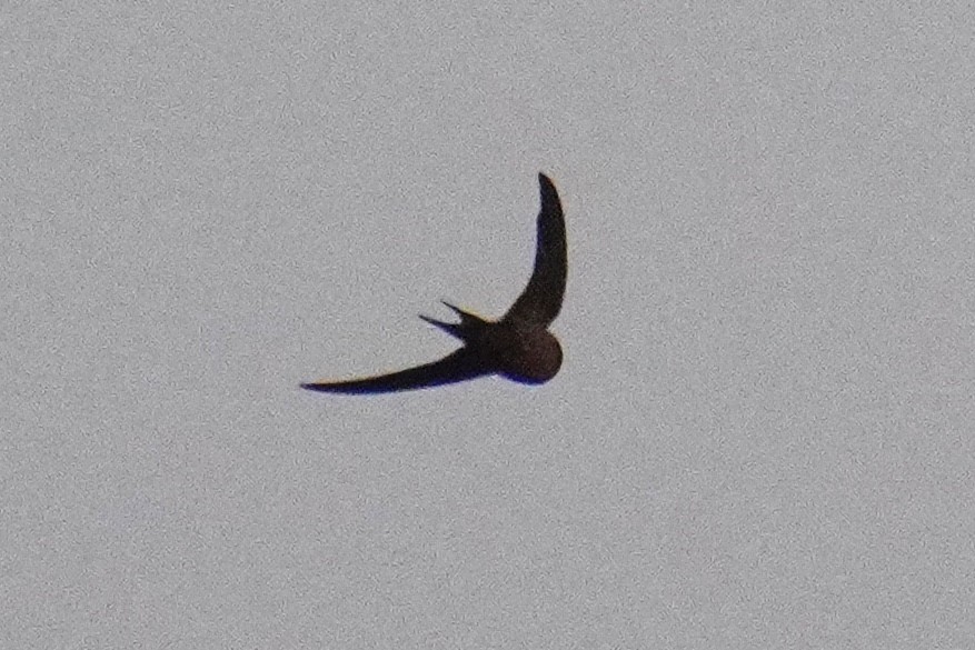 Barn Swallow - ML637727798