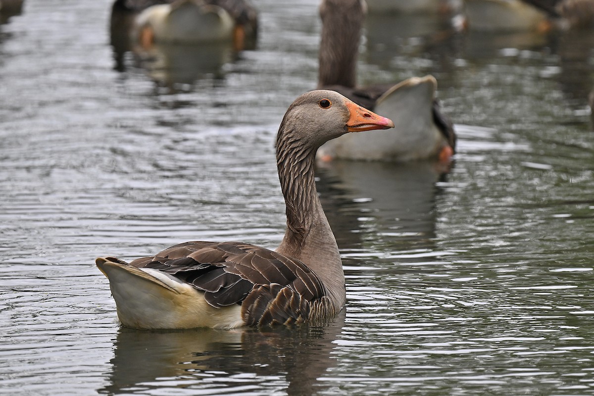 Graylag Goose - ML637727799