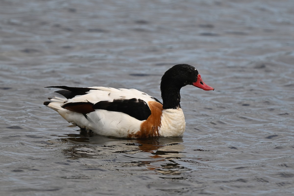 Common Shelduck - ML637727800