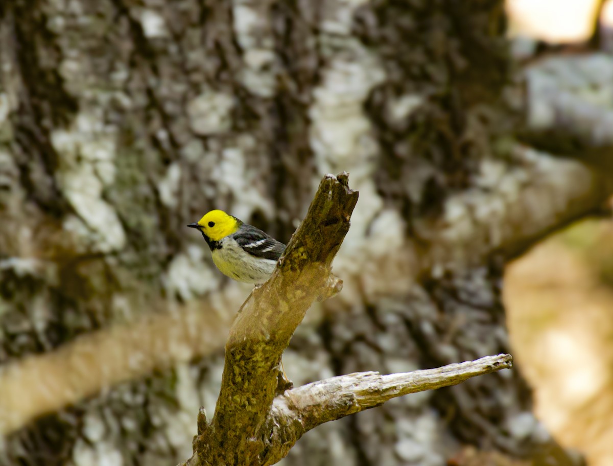 Hermit Warbler - ML637727801