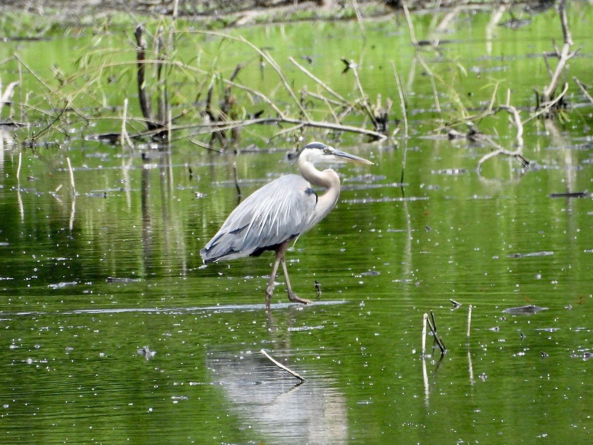 Great Blue Heron - ML637727802