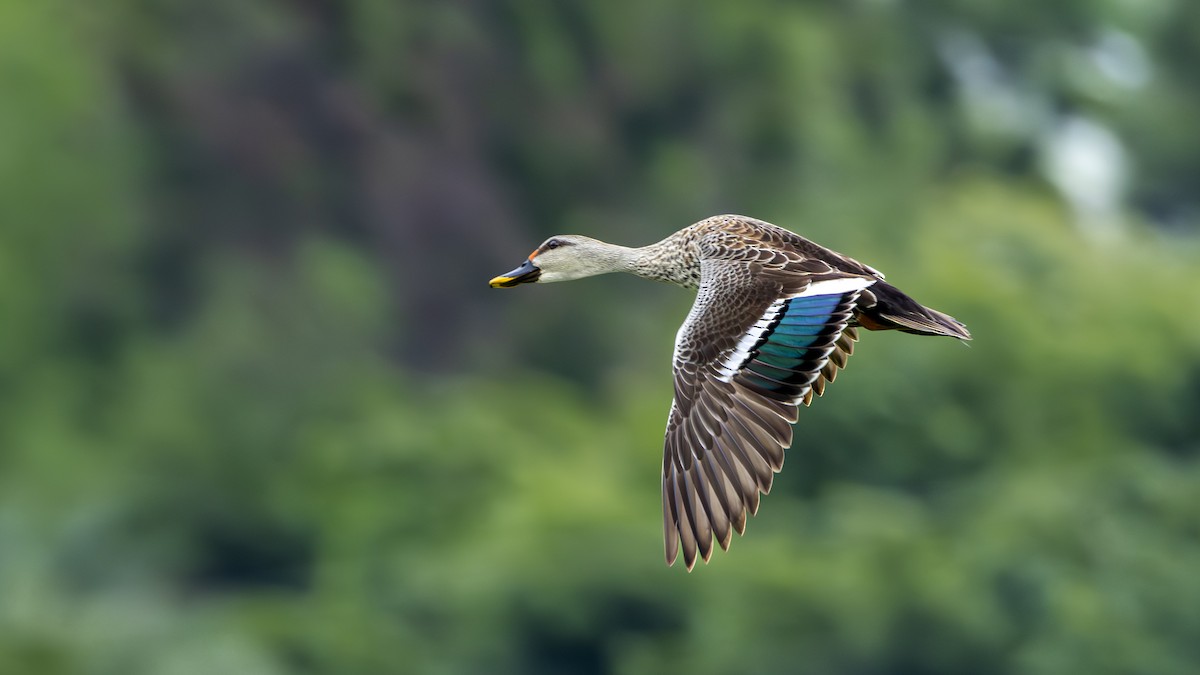 Indian Spot-billed Duck - ML637727803