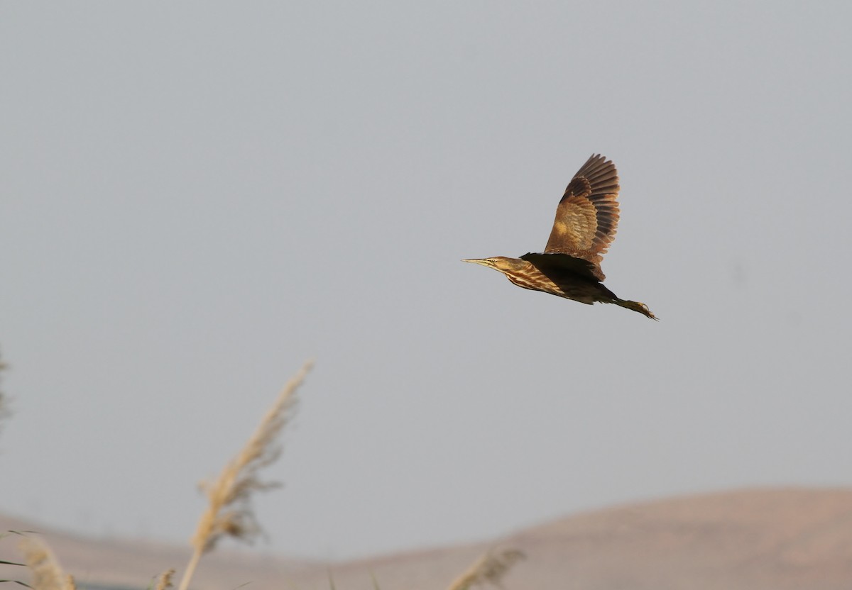American Bittern - ML637727804