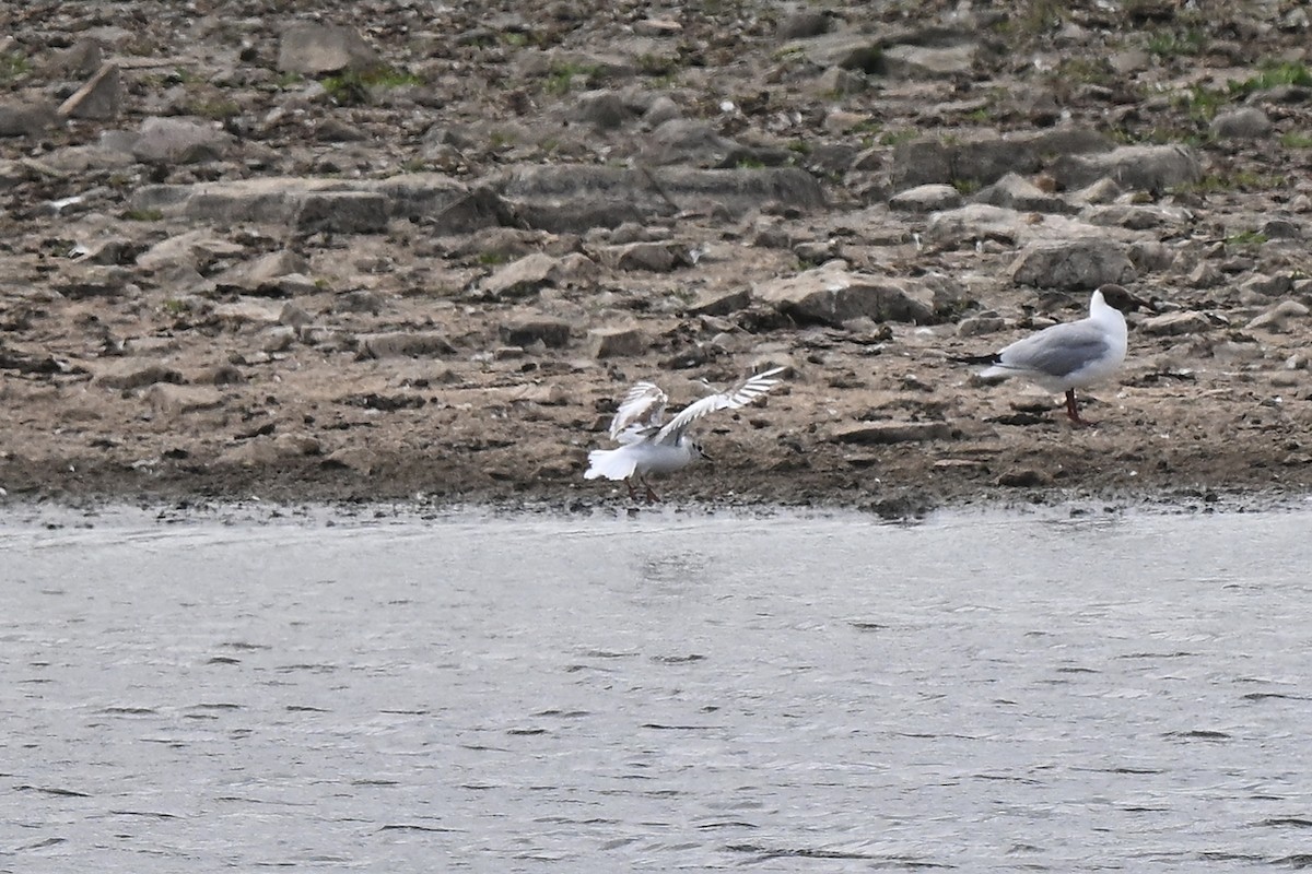 Little Gull - ML637727809