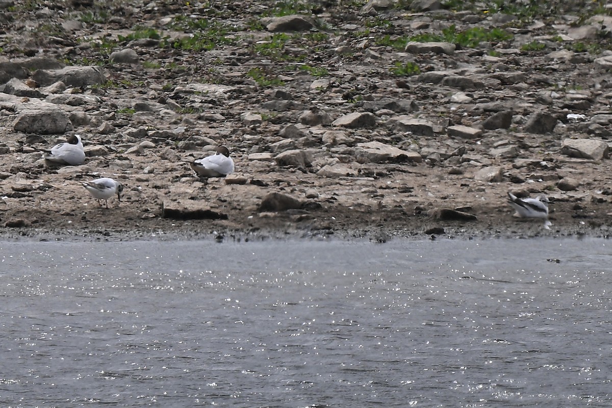 Little Gull - ML637727811