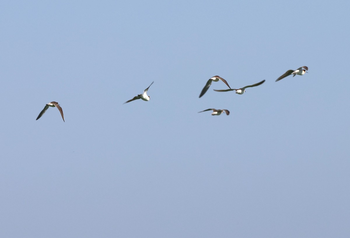 Wilson's Phalarope - ML637727812