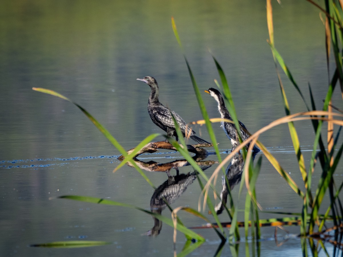 Little Black Cormorant - ML637727813