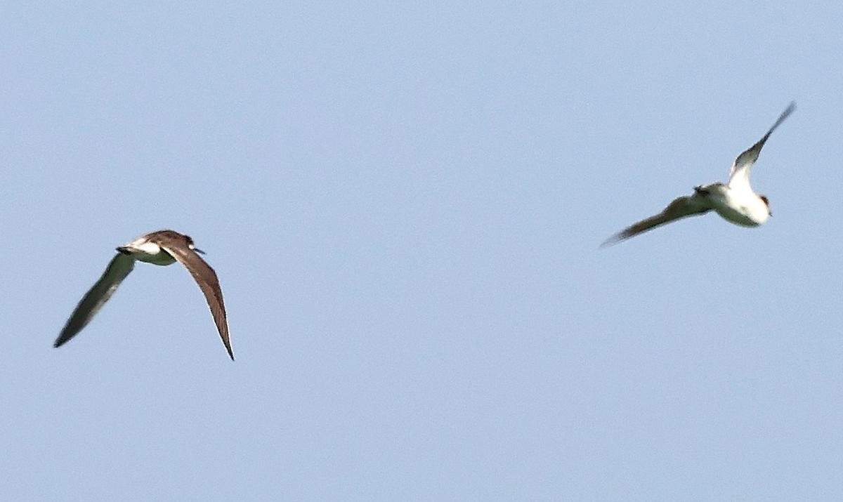 Wilson's Phalarope - ML637727814