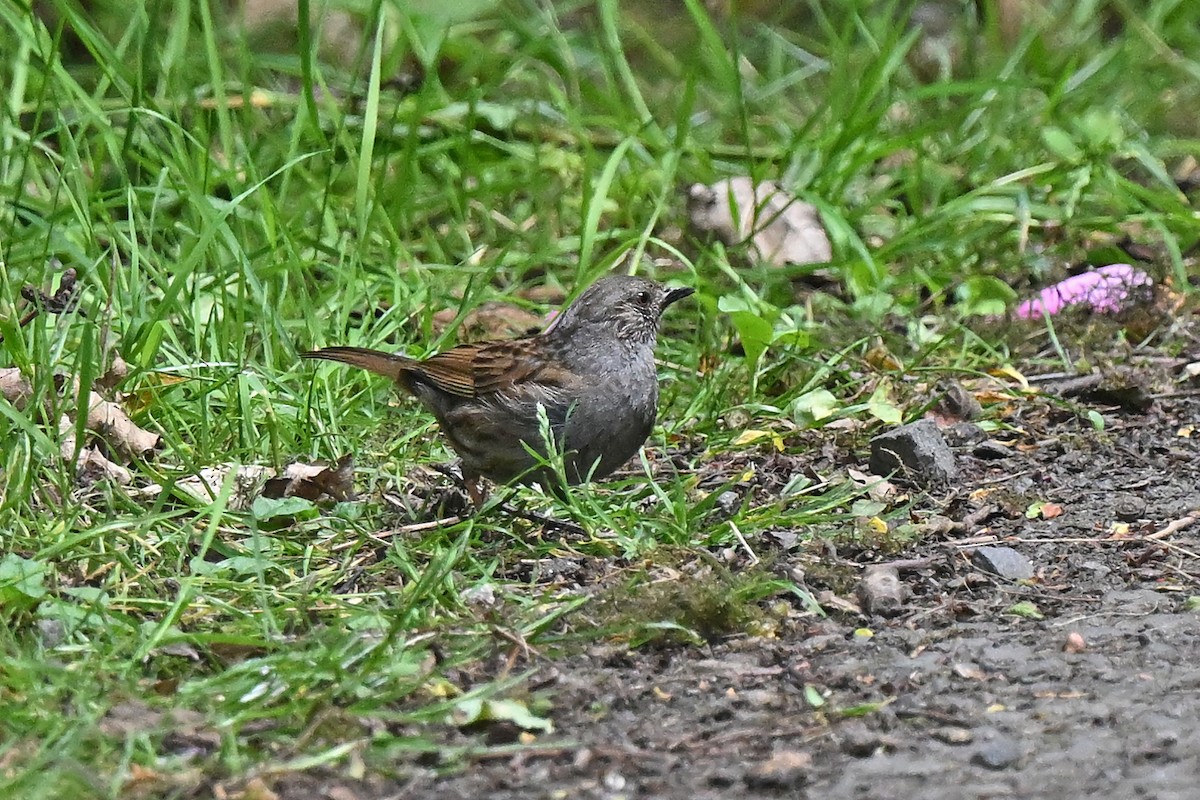 Dunnock - ML637727815