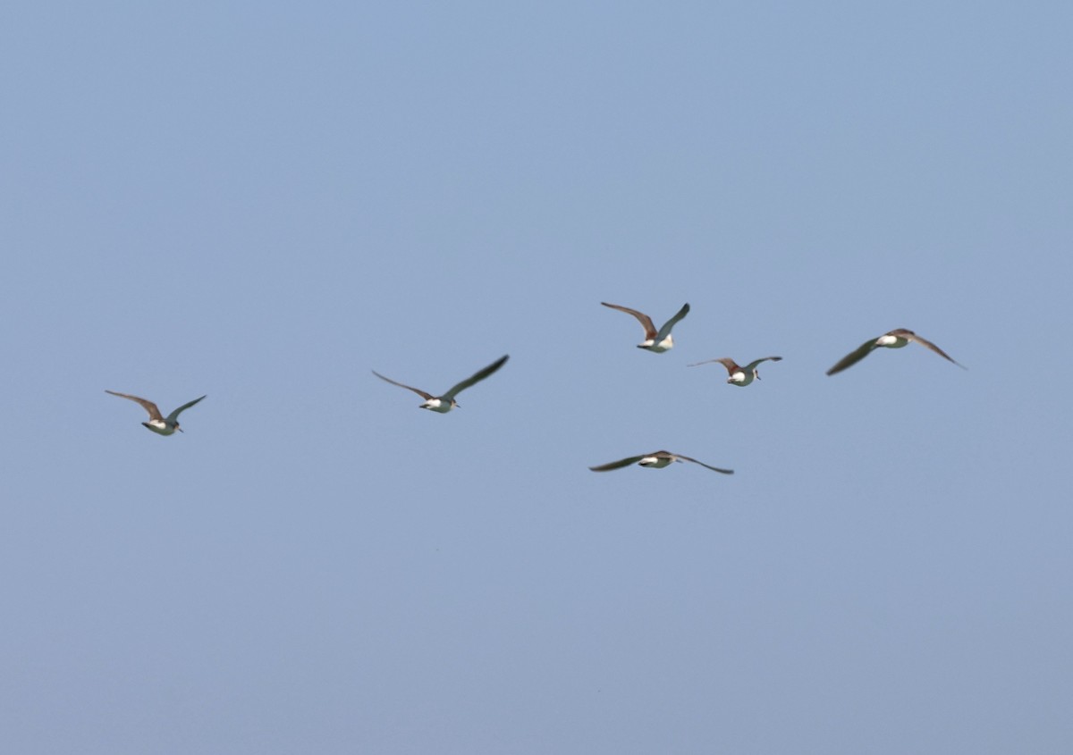 Wilson's Phalarope - ML637727816