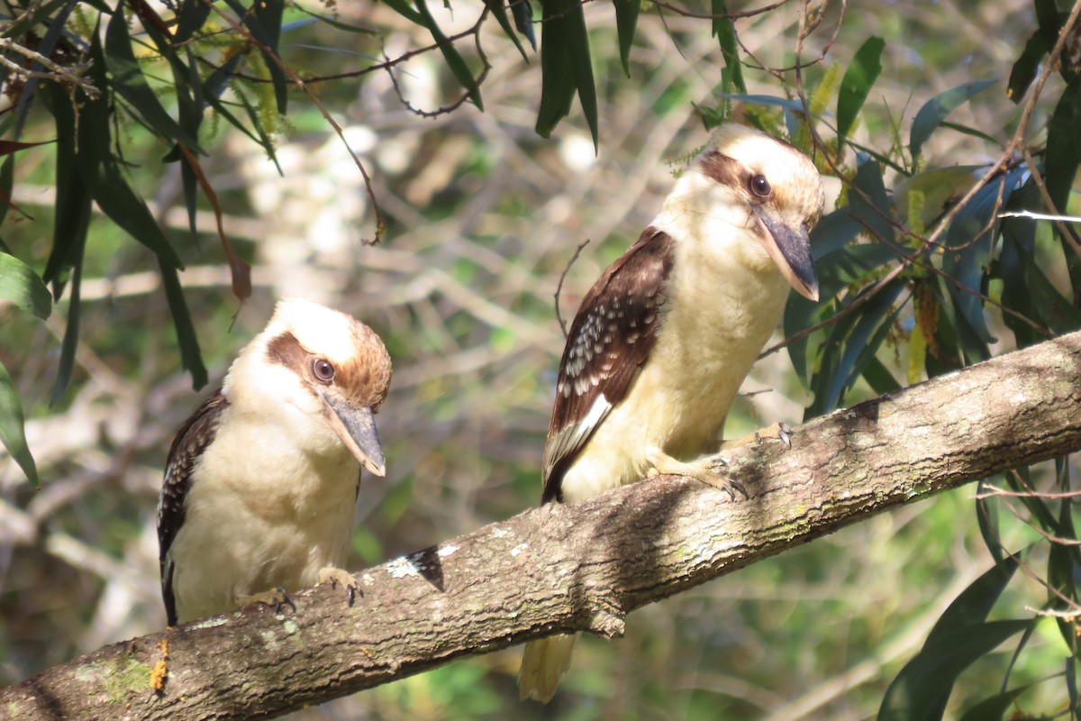 Laughing Kookaburra - ML637727817