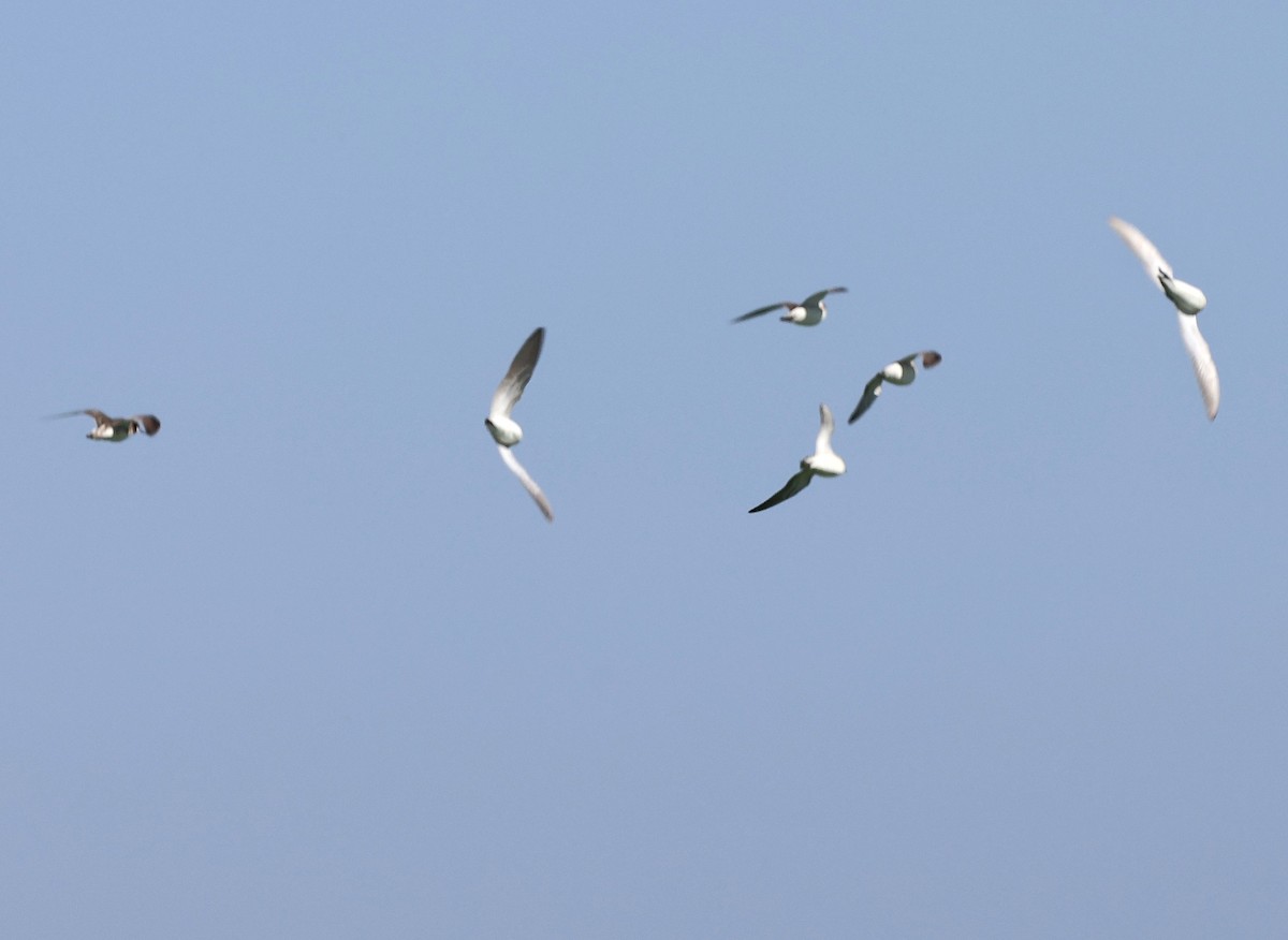 Wilson's Phalarope - ML637727818