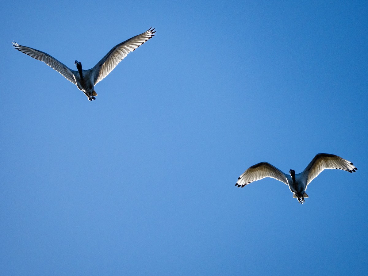 Australian Ibis - ML637727819