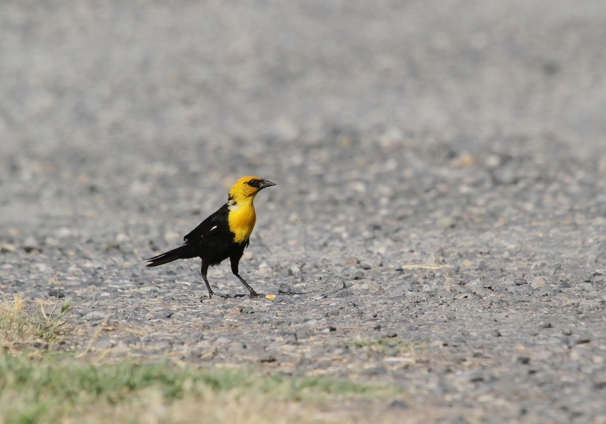 Yellow-headed Blackbird - ML637727823