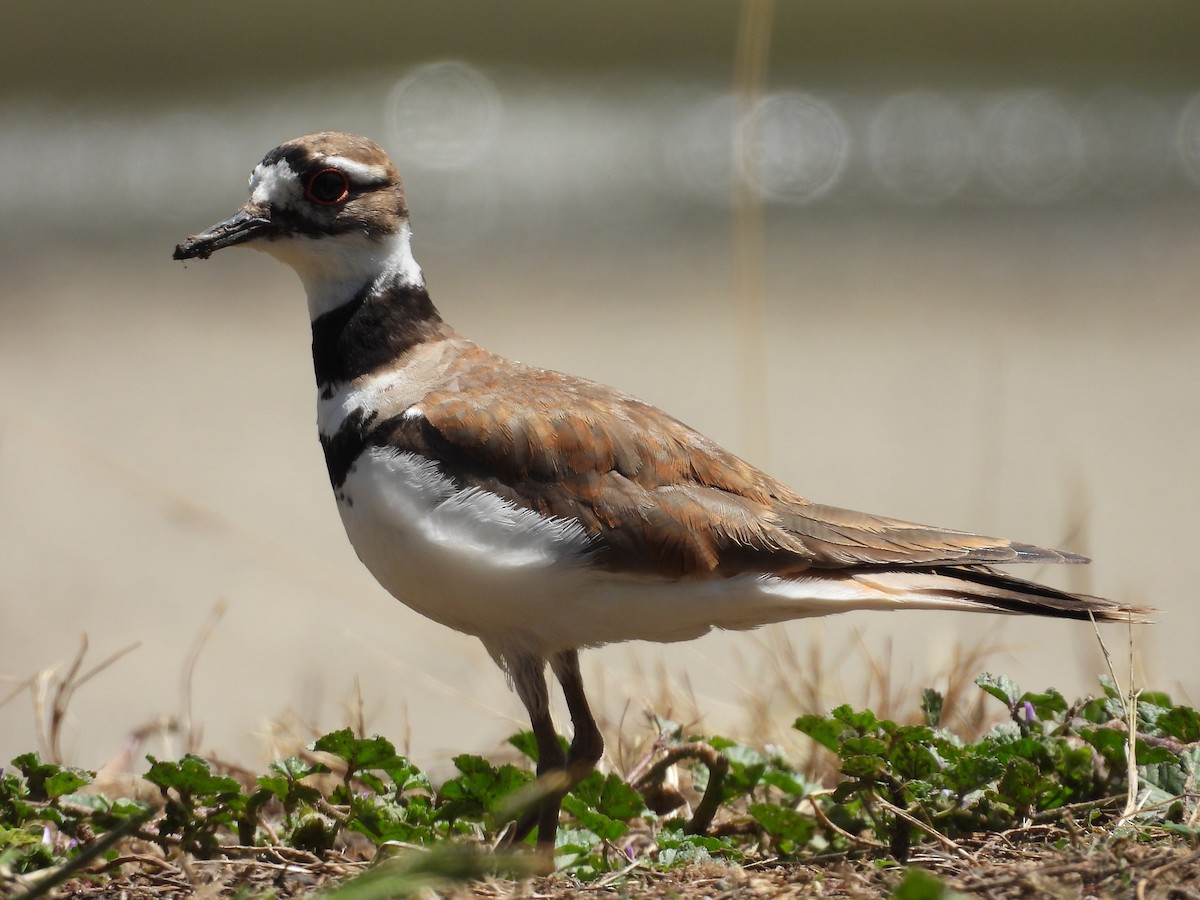 Killdeer - ML637727827