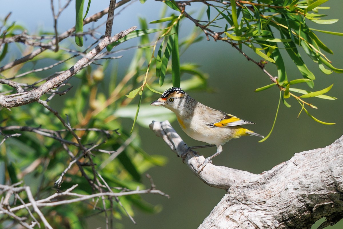 Red-browed Pardalote - ML637727828