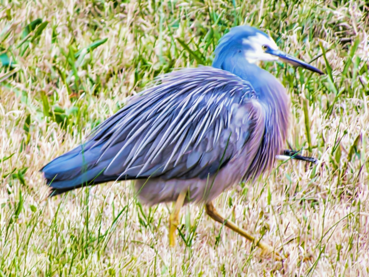 White-faced Heron - ML637727829