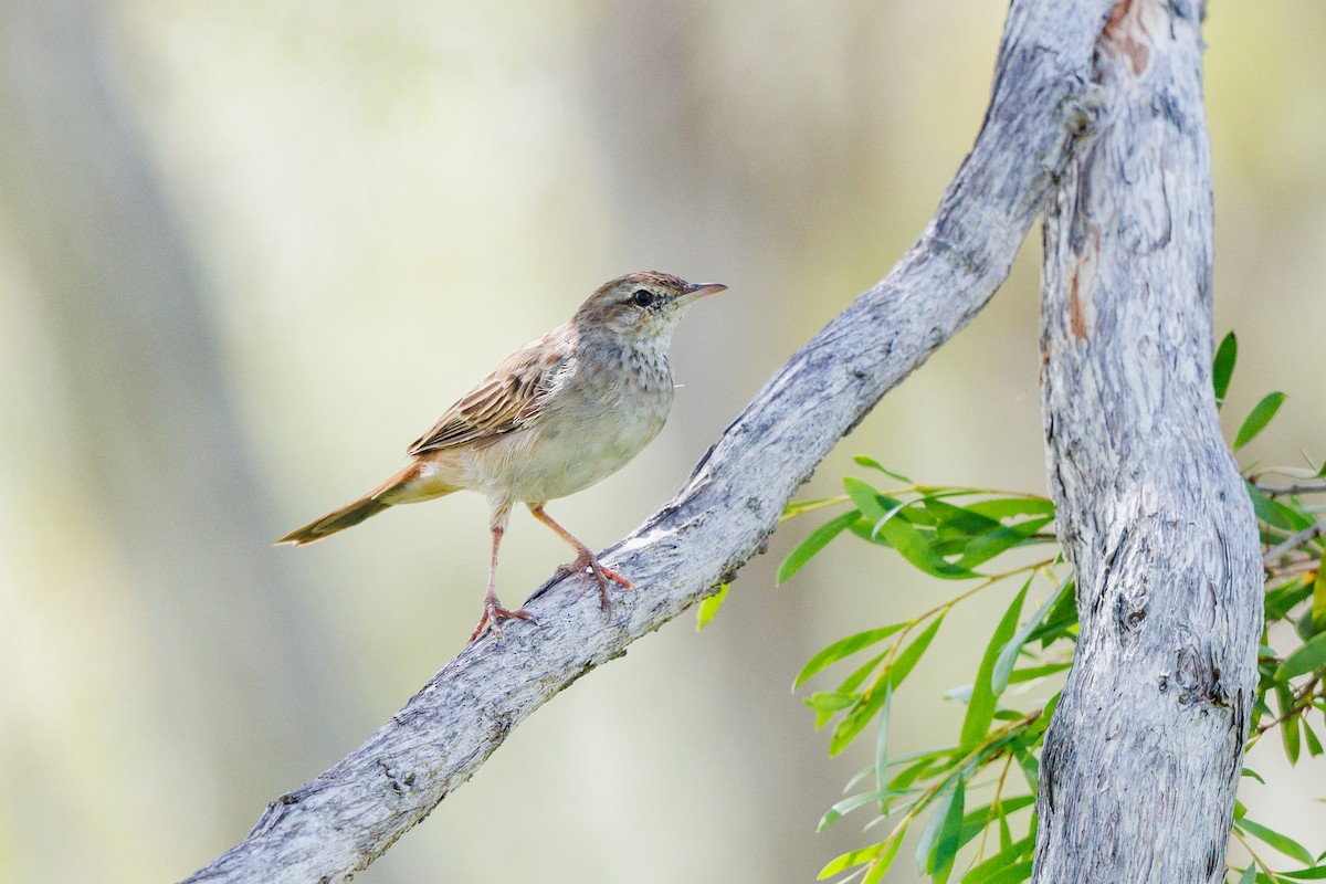 Rufous Songlark - ML637727830