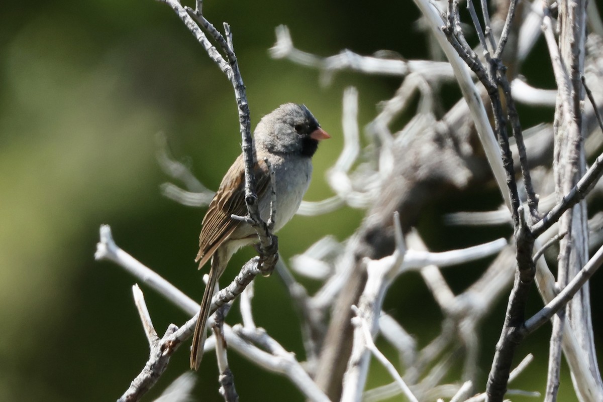 Black-chinned Sparrow - ML637727831