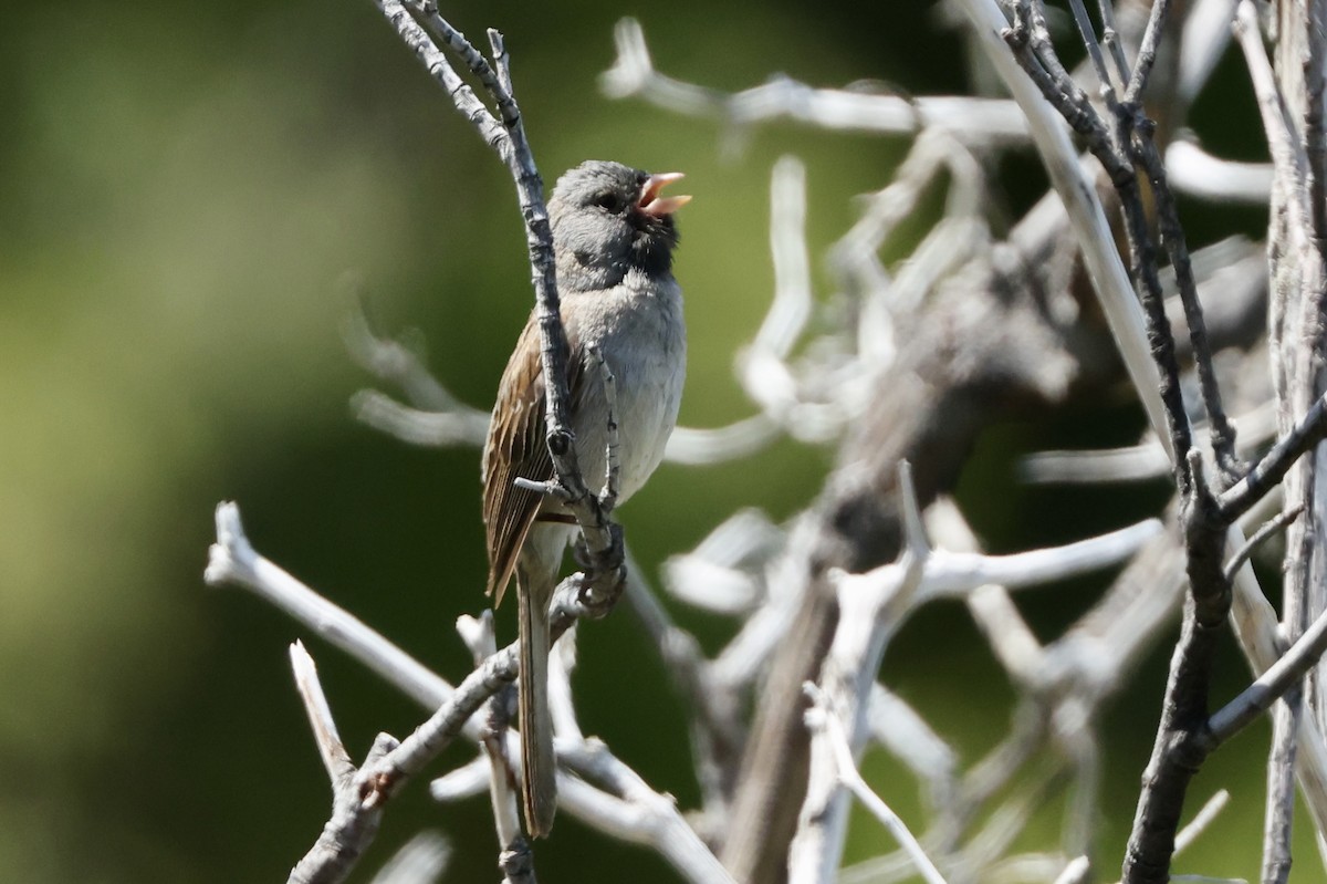 Black-chinned Sparrow - ML637727832