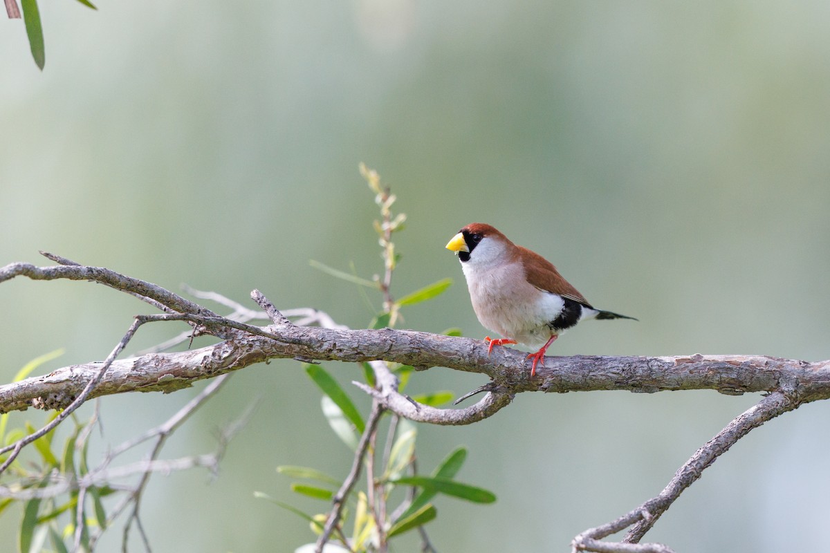 Masked Finch - ML637727833