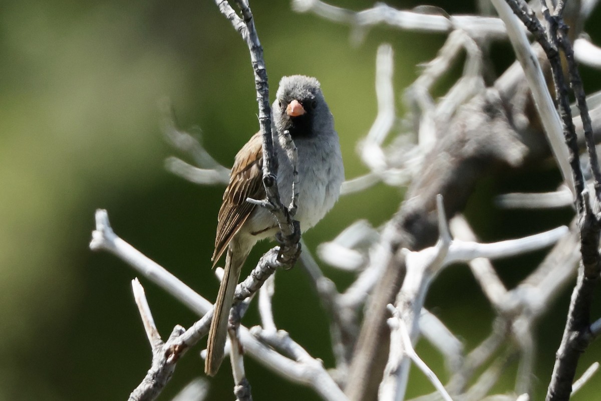 Black-chinned Sparrow - ML637727834