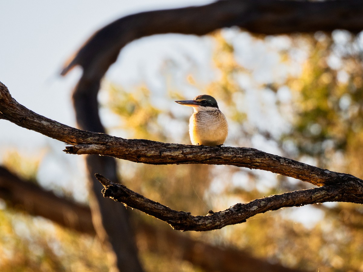 Sacred Kingfisher - ML637727835