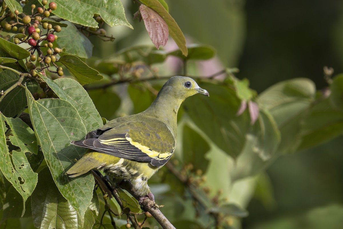 Gray-fronted Green-Pigeon - ML637727838