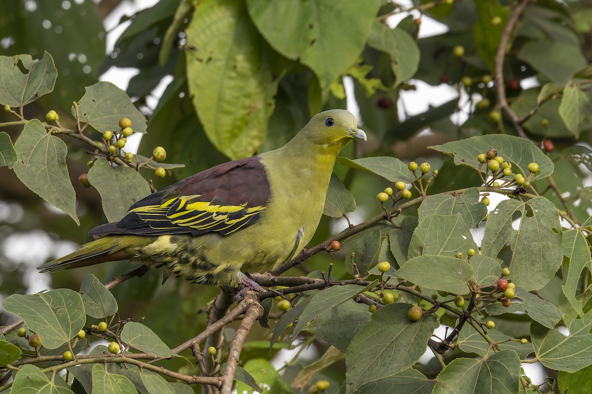 Gray-fronted Green-Pigeon - ML637727839