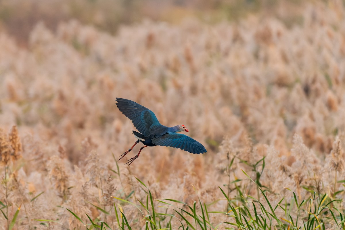 Gray-headed Swamphen - ML637727840