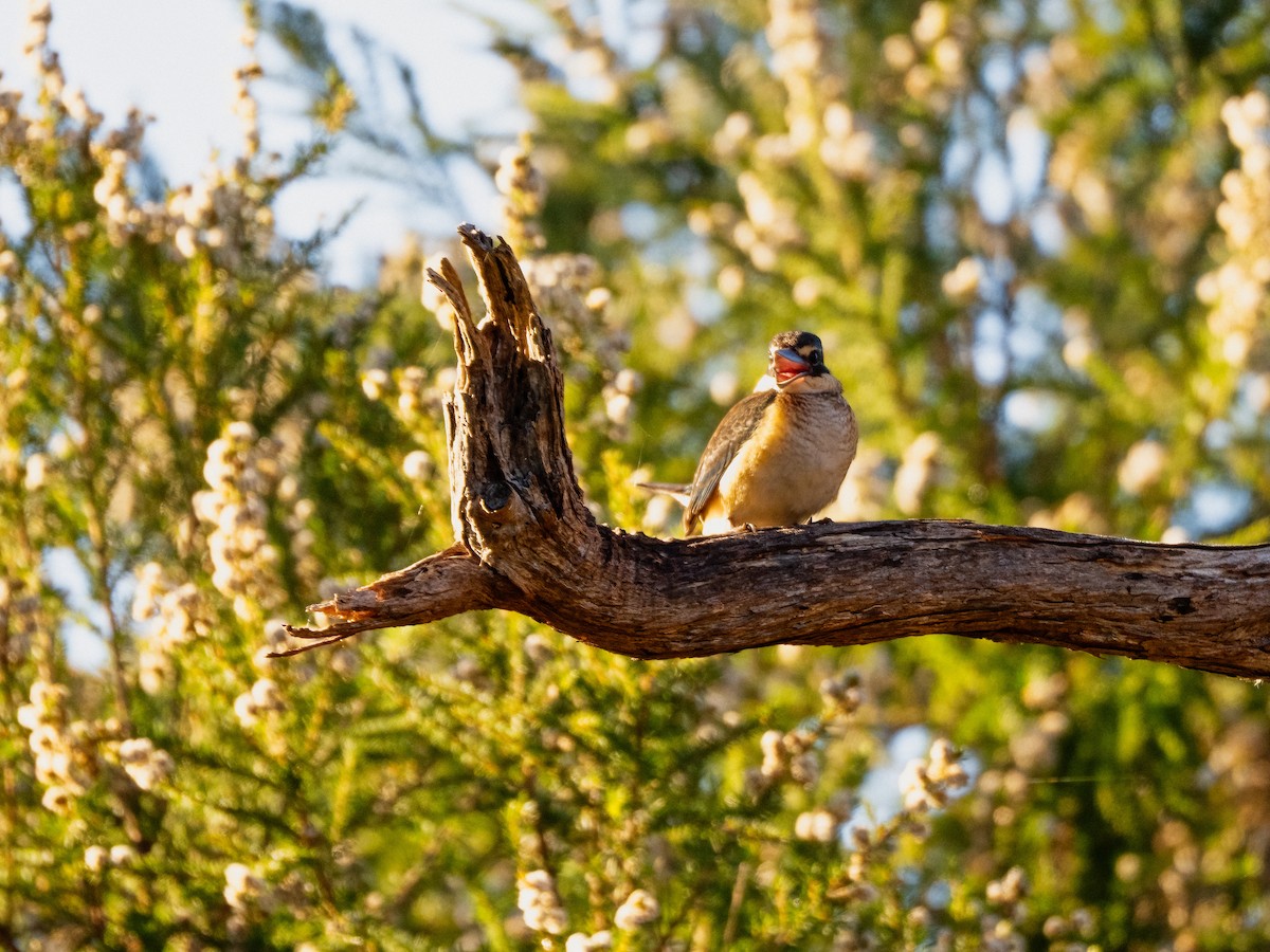 Sacred Kingfisher - ML637727841