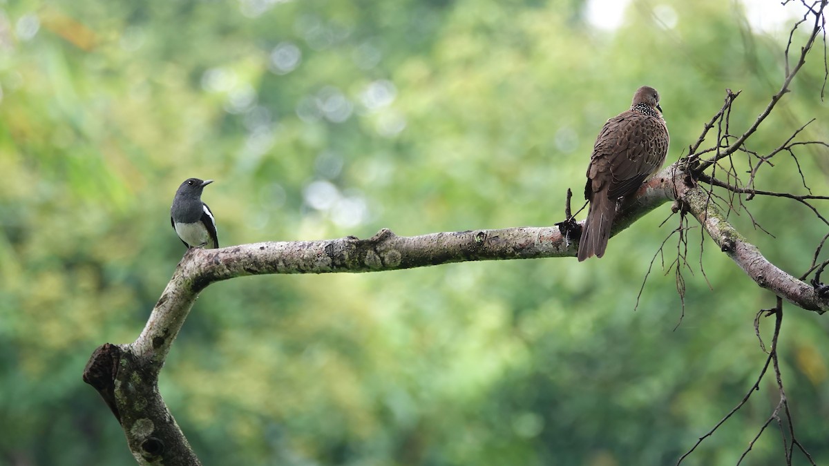 Spotted Dove - ML637727845