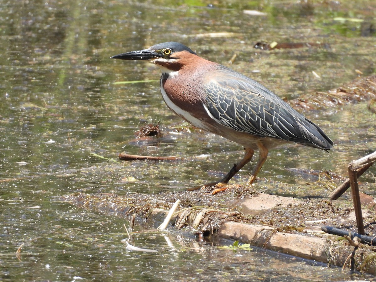 Green Heron - ML637727846