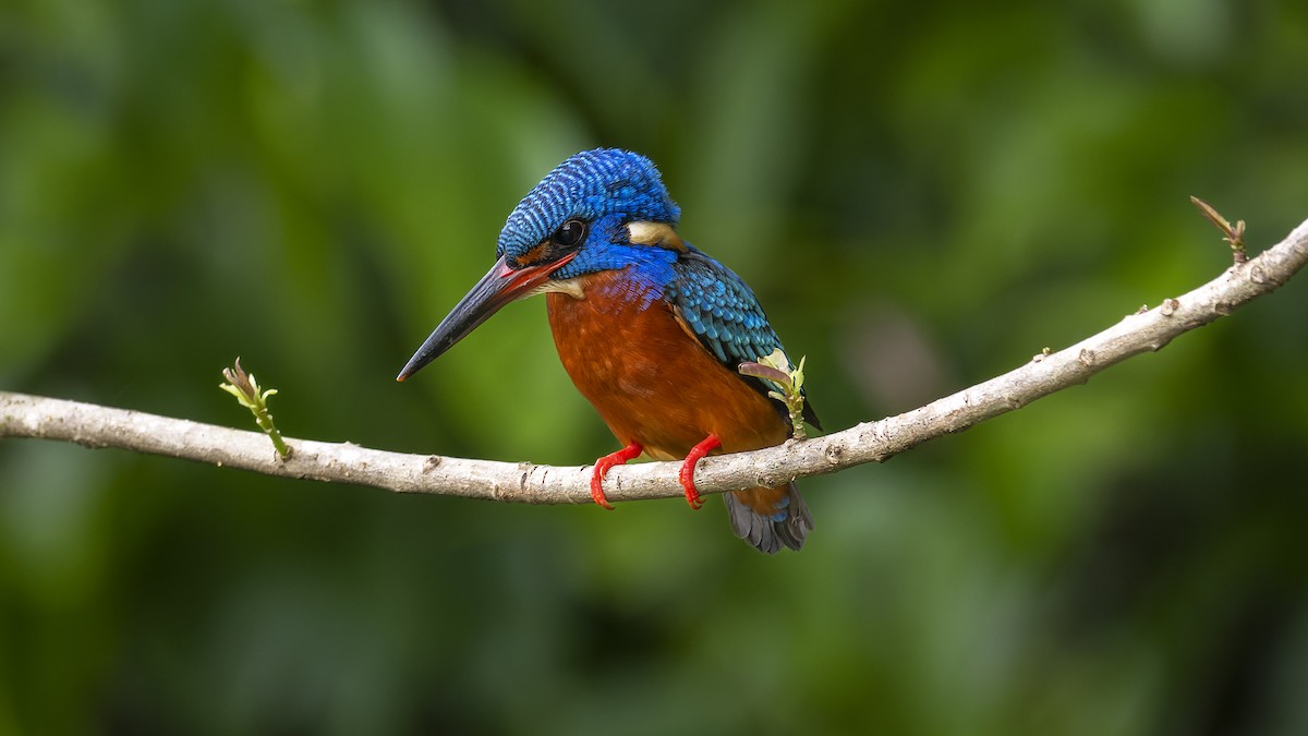 Blue-eared Kingfisher - ML637727847
