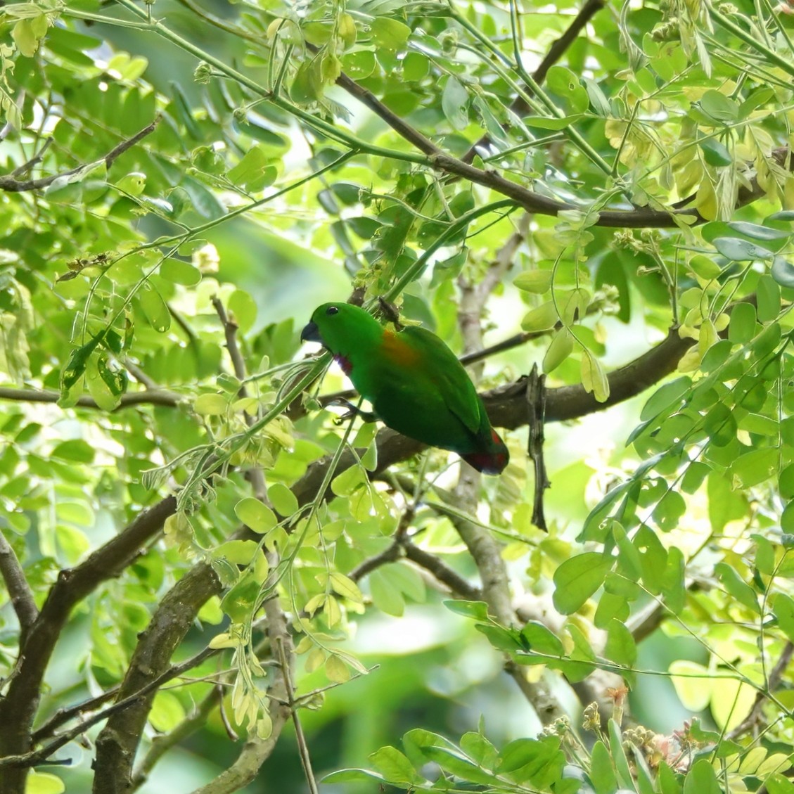 Blue-crowned Hanging-Parrot - ML637727849