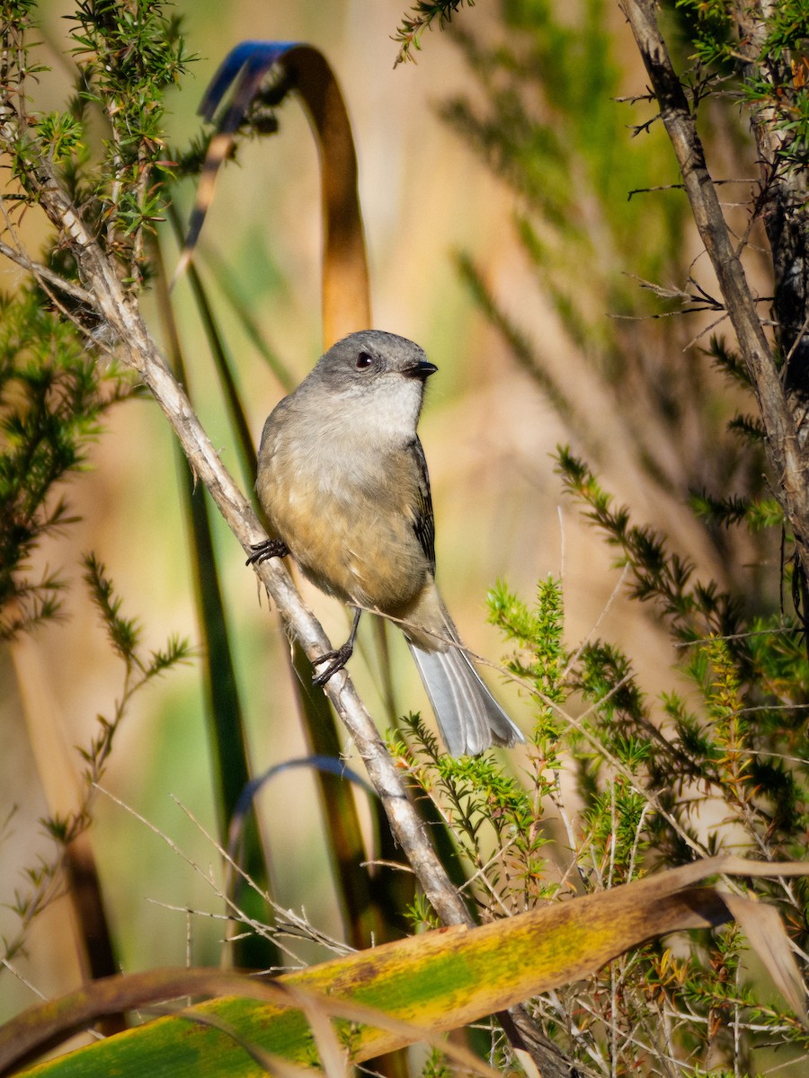 Gray Shrikethrush - ML637727850