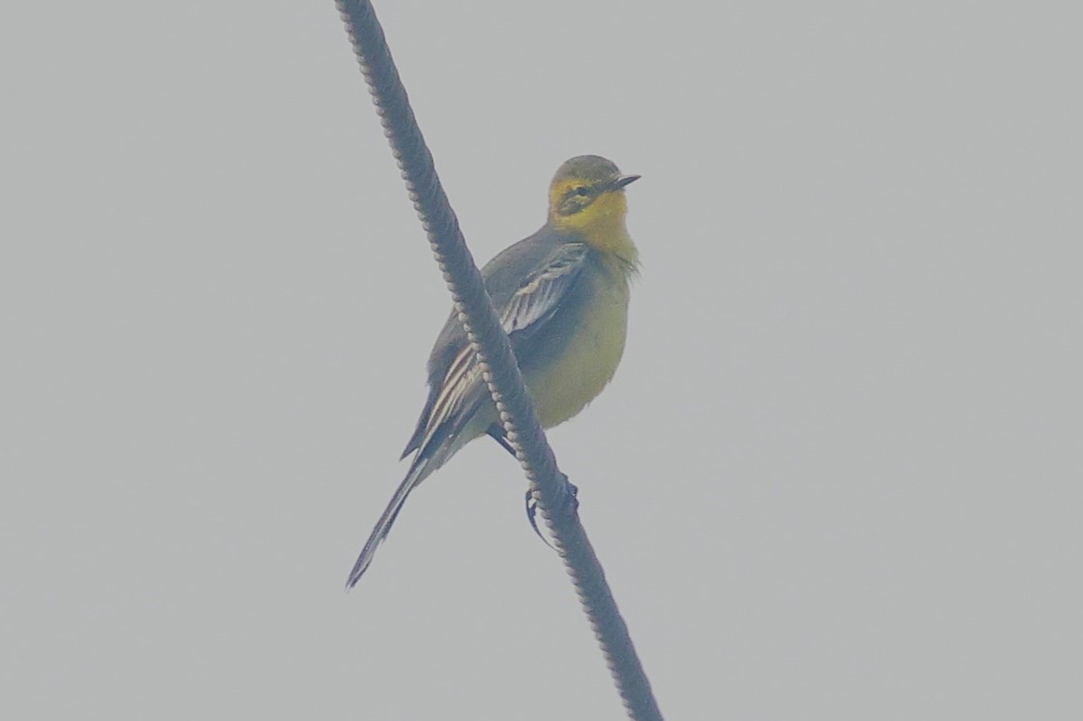 Citrine Wagtail - ML637727885