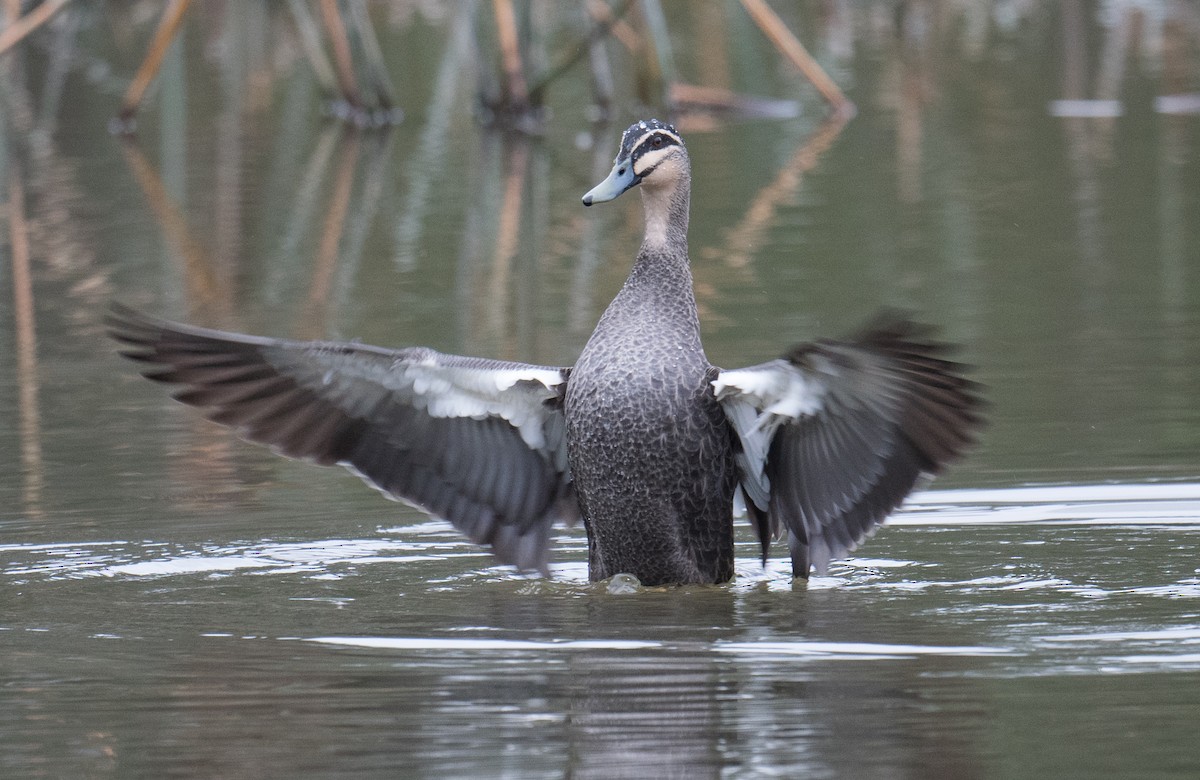 Pacific Black Duck - ML637727886