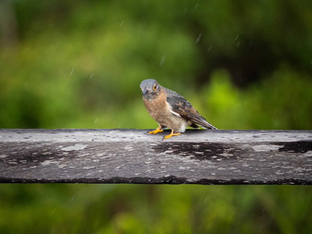 Fan-tailed Cuckoo - ML637727887