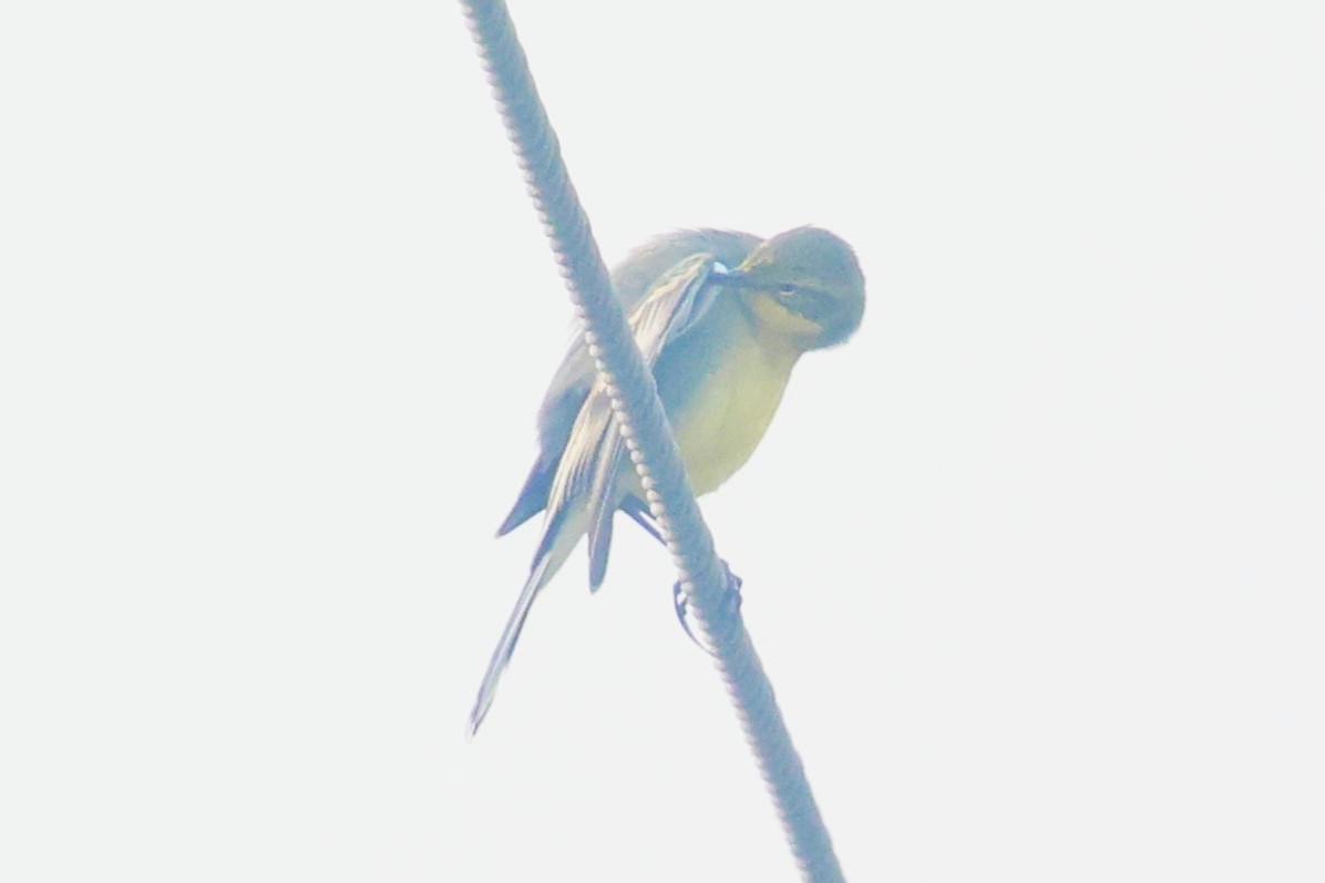 Citrine Wagtail - ML637727888