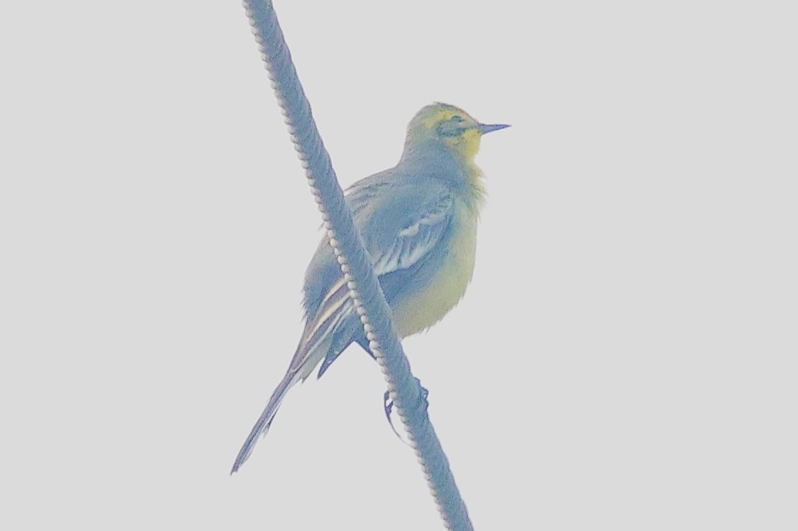 Citrine Wagtail - ML637727889