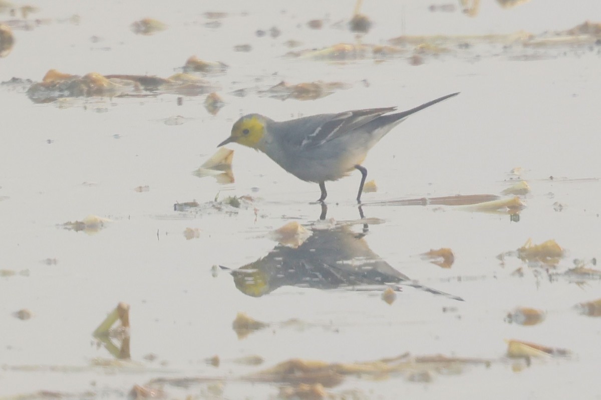 Citrine Wagtail - ML637727890