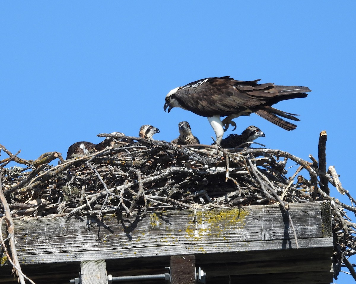 Osprey - ML637727891