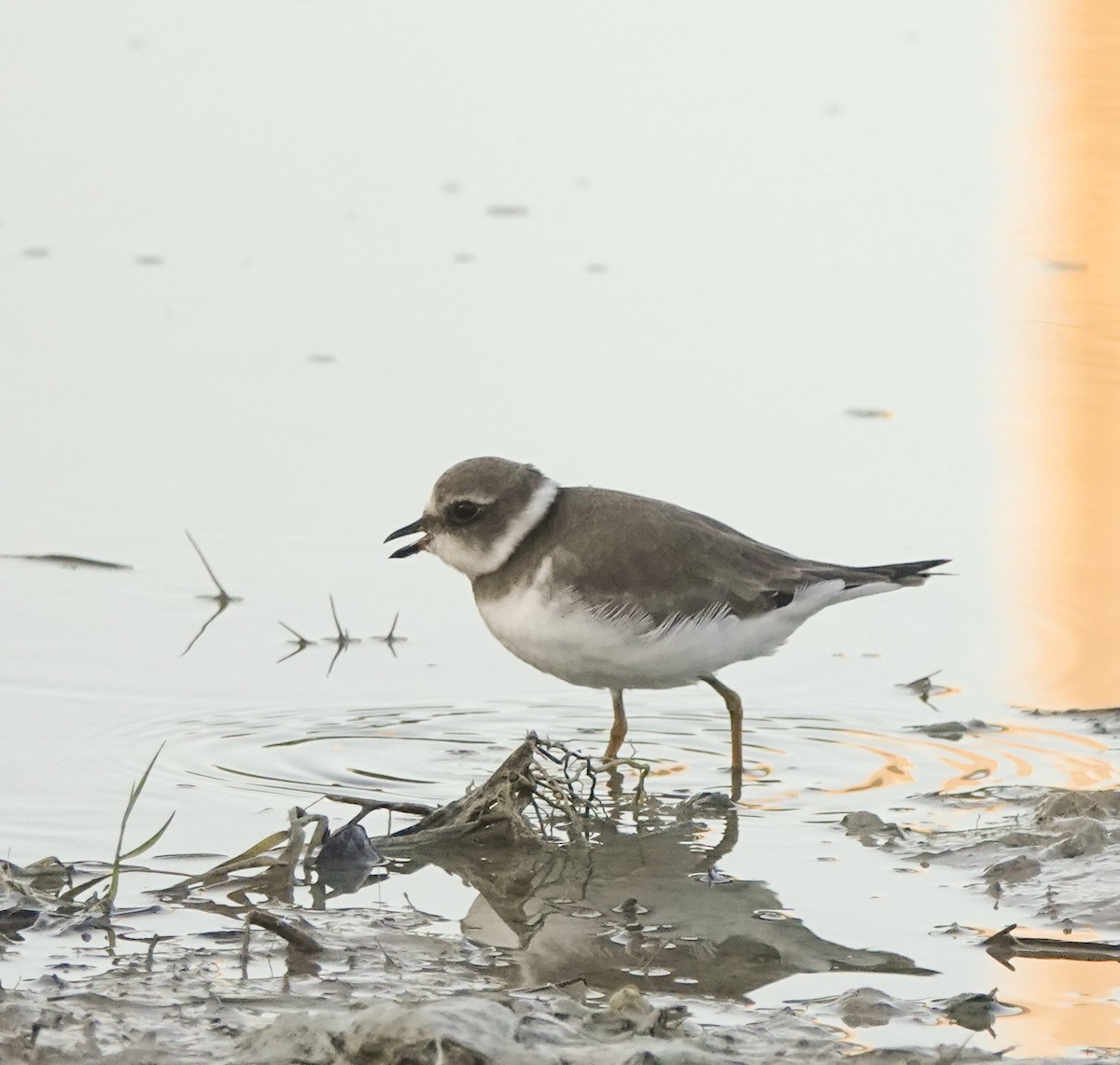 Semipalmated Plover - ML637727892