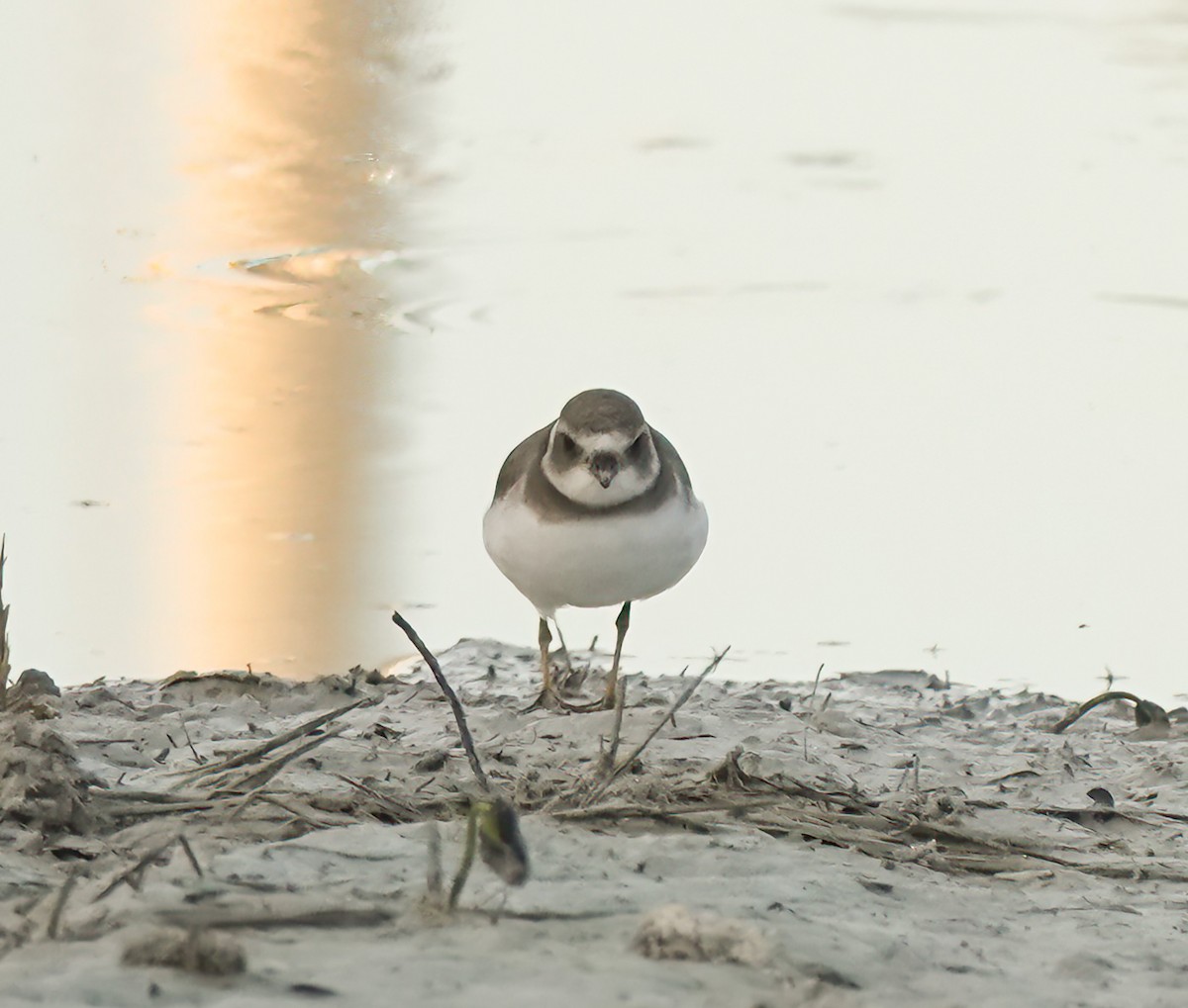 Semipalmated Plover - ML637727893