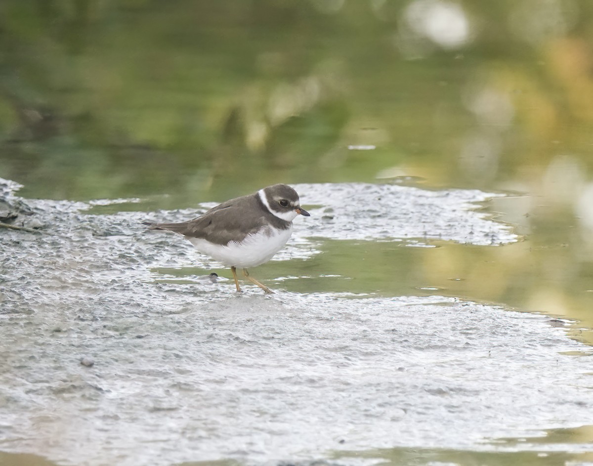 Semipalmated Plover - ML637727894