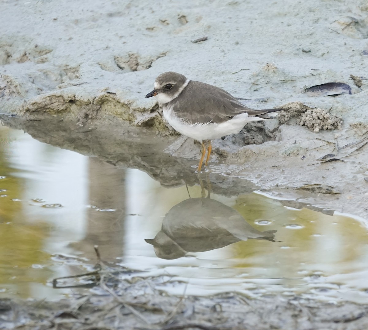 Semipalmated Plover - ML637727895