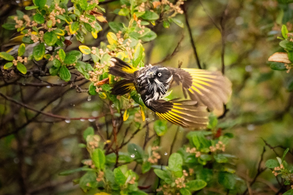 New Holland Honeyeater - ML637727896