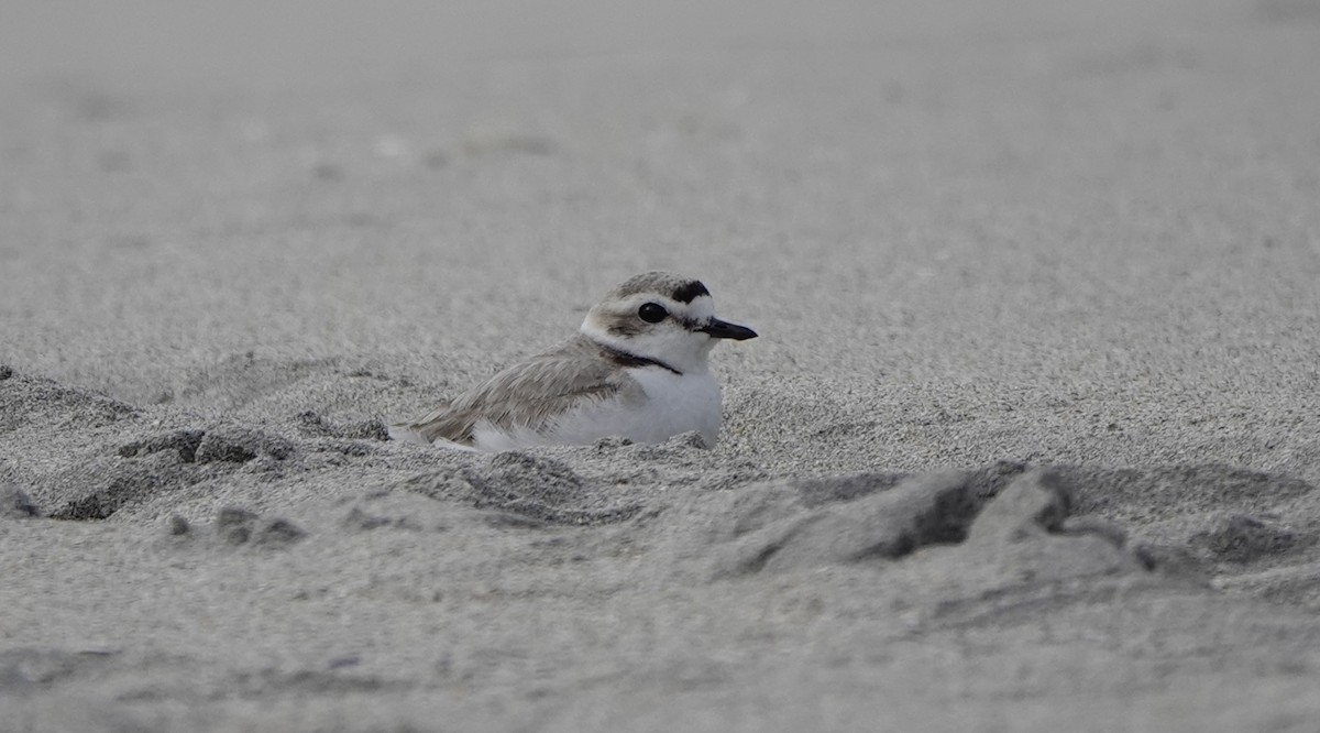Snowy Plover - ML637727898