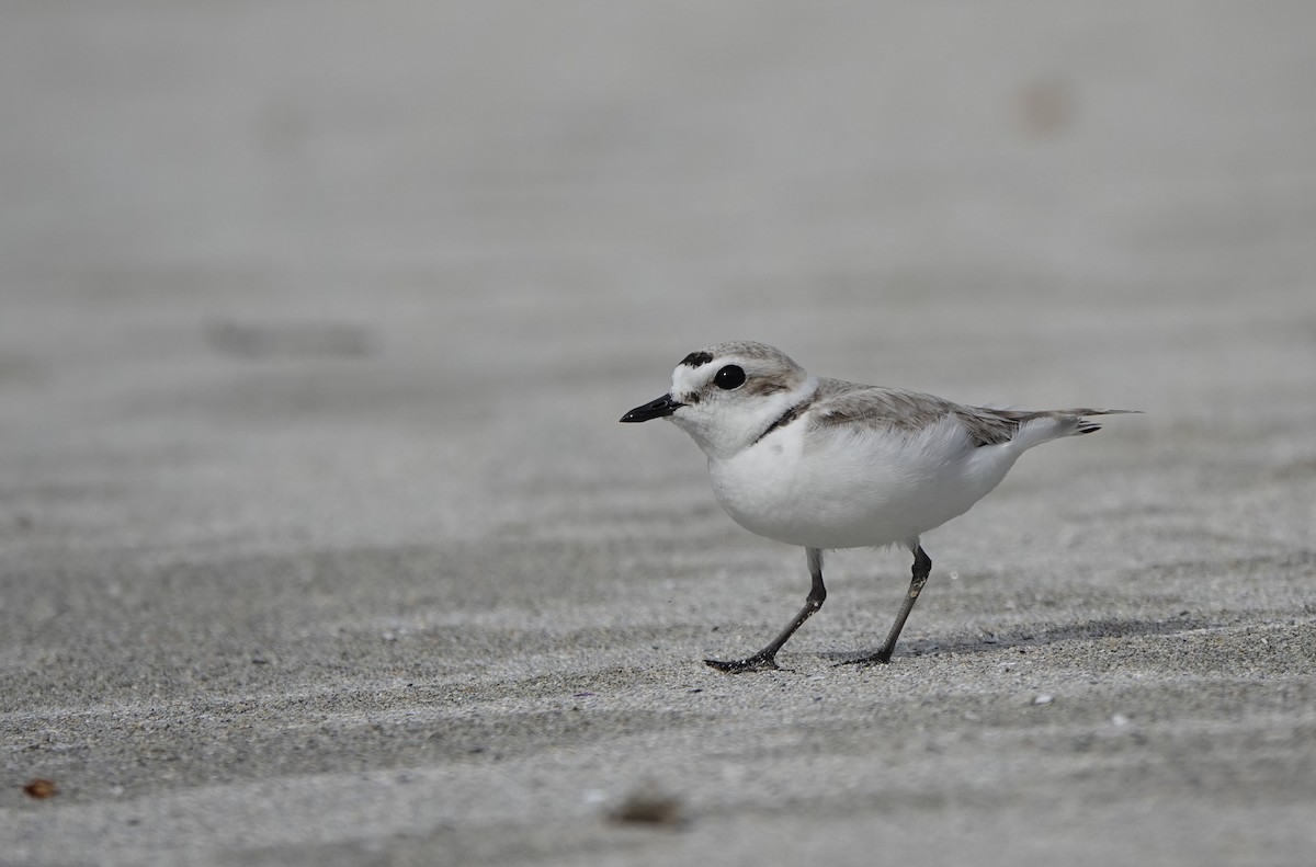 Snowy Plover - ML637727899